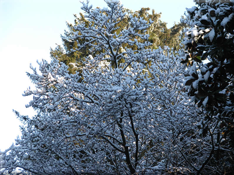 foto Parco Sebellin in Inverno